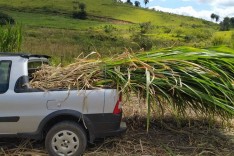Projeto apoiado pela Prefeitura repassa mudas de nova variedade de capim a produtores rurais